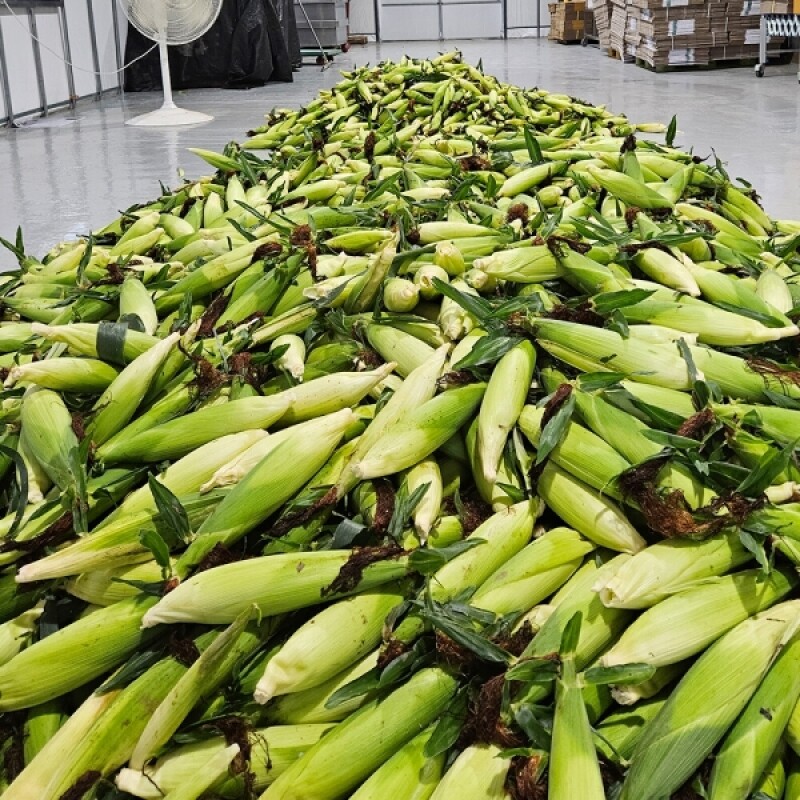 강원 팜투테이블,평창 찰옥수수